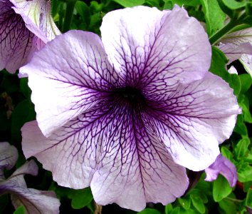 purple lined petunia photo