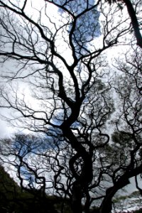 tree silhouette 1 photo