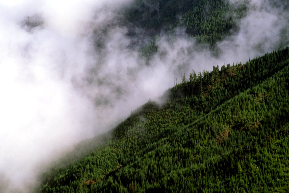 Cloud Forming over Forest, Olympic National Forest.jpg