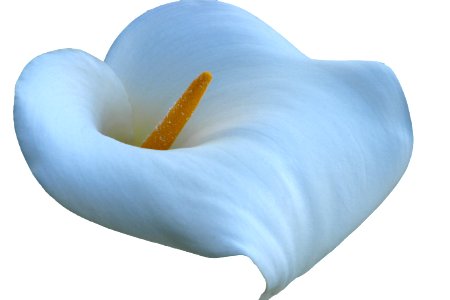 calla lily 1