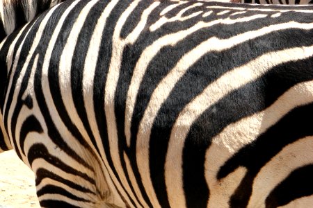 zebra skin photo