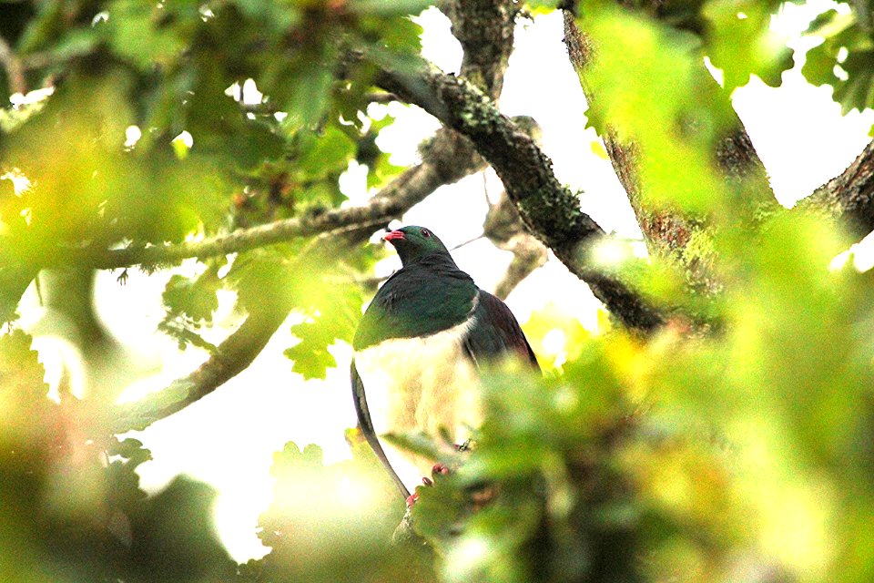 kereru , new Zealand Wood Pigeon photo