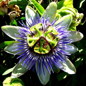 blue-and-white passionflower photo