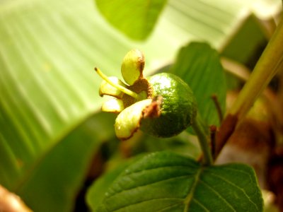 Guayaba 05