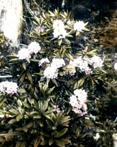 18720 Rhododendrons, Olympic NF photo