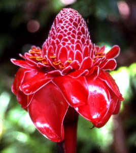 torch ginger photo