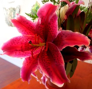 pink lily 3