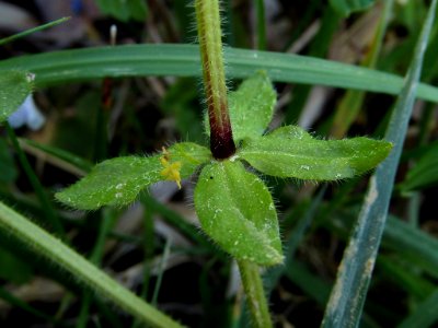 Gaillet croisette (Cruciata laevipes)