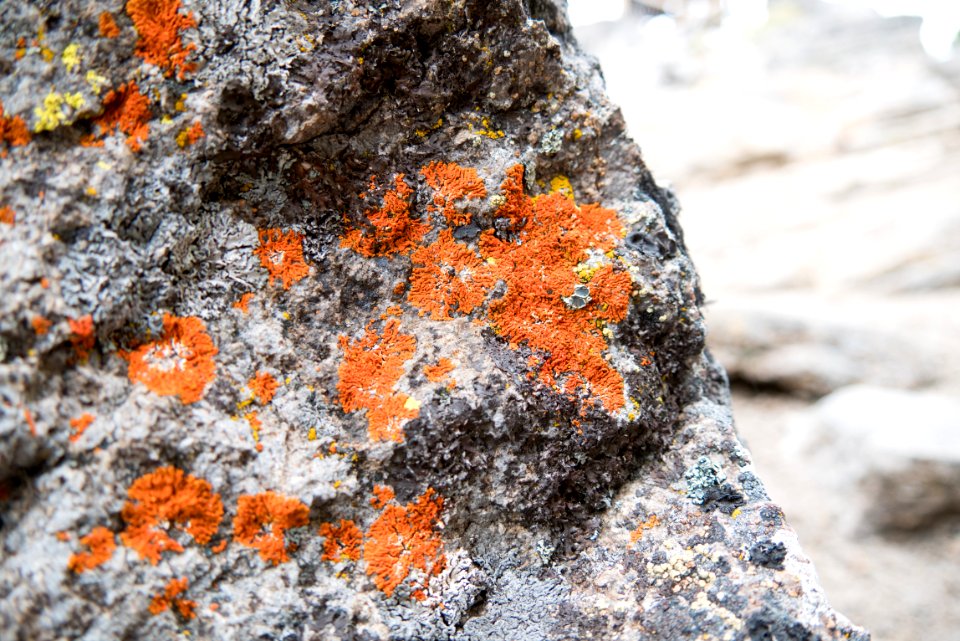 Orange Lichens on Boulder-Fremont Winema
