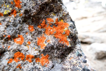 Orange Lichens on Boulder-Fremont Winema photo