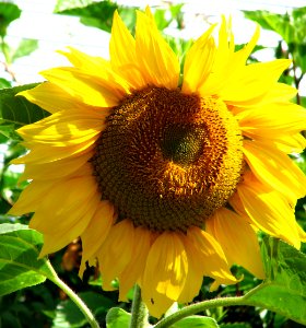 sunflowers 3 photo