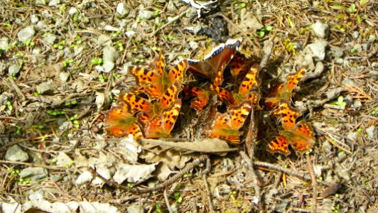 A group of butterflies including anglewings & a mourning cloak seen out flying in late April 2018, photo by Karen Holtrop, Olympic National Forest