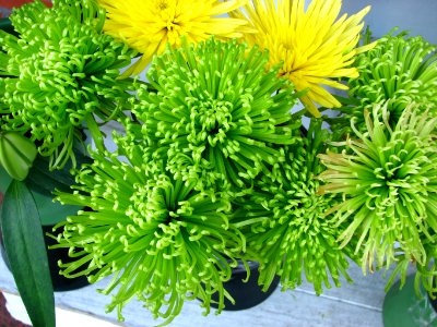 (dyed) green chrysanthemums