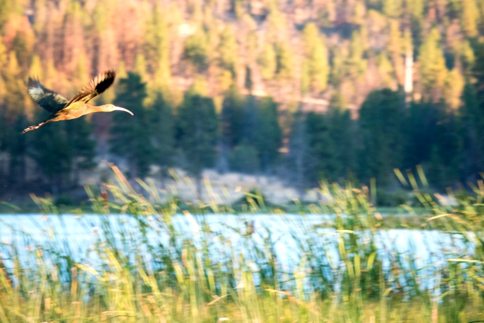 White Faced Ibis in Flight-Fremont Winema