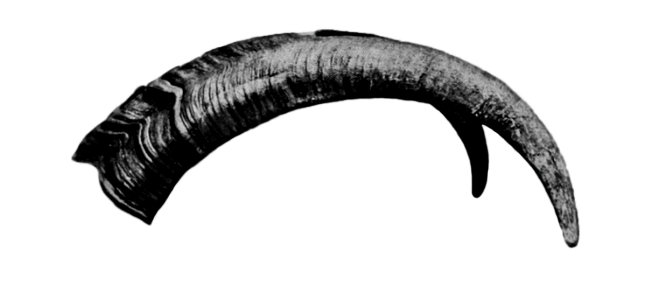RAMS HORNS PROFILE