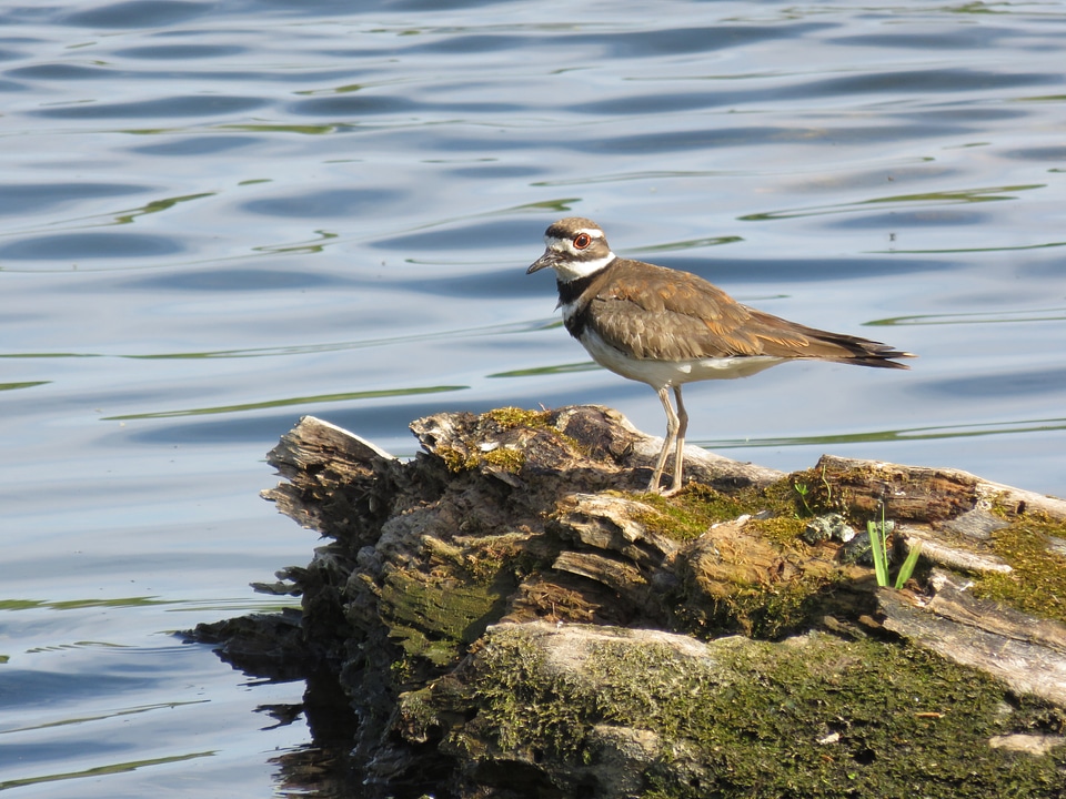 Nature wildlife shorebird
