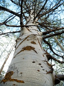 Single Poplar in Grove-Fremont Winema
