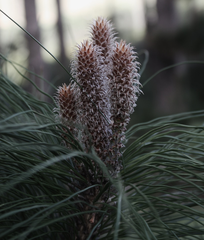 Tree green needle photo