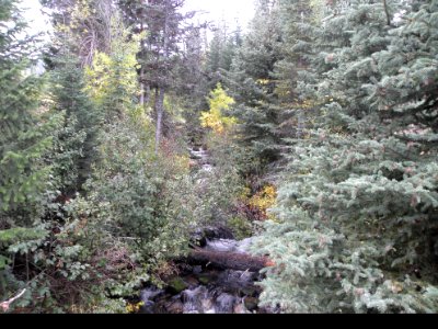 McCully Creek and Forest, Wallowa-Whitman National Forest