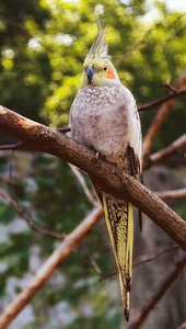 Birds lori colorful