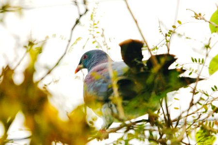 Enigmatic Wood Pigeon... photo