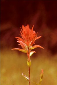 Indian Paintbrush at Box Canyon, Willamette National Forest photo
