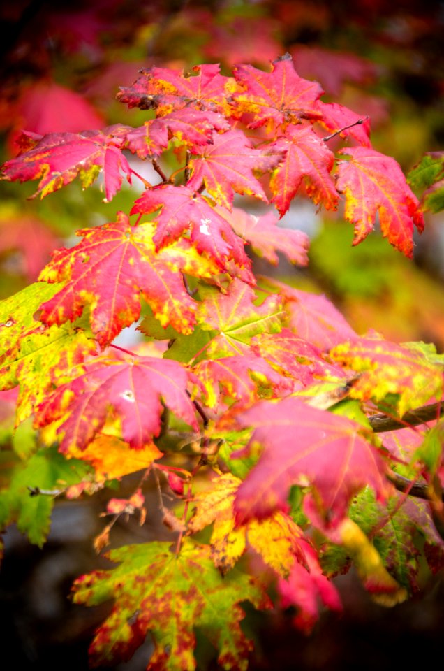 Vine Maple Fall Color Detail-Mt Hood