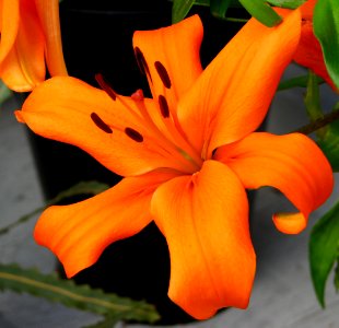 orange lily