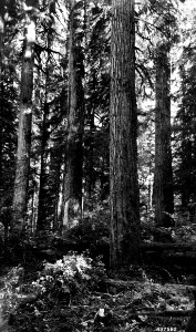 437582 Old Growth D-f near Baker Lake, Mt. Baker NF, WA 1945 photo