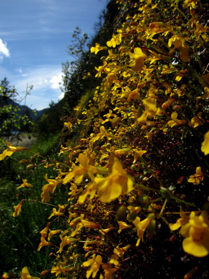 Monkeyflower by Cheryl Bartlett, Olympic National Forest.