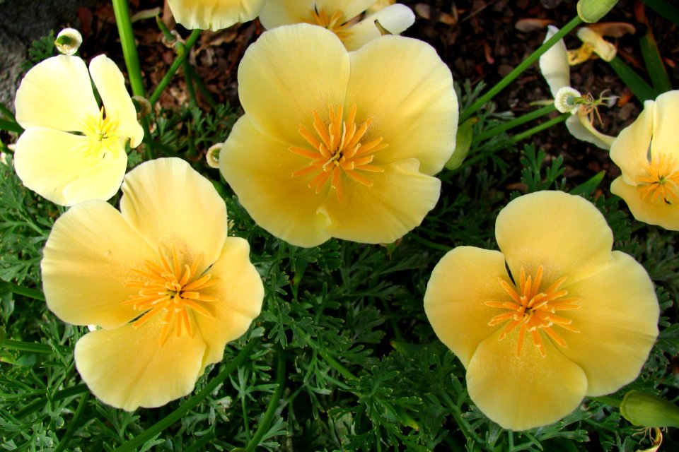 cream California poppies