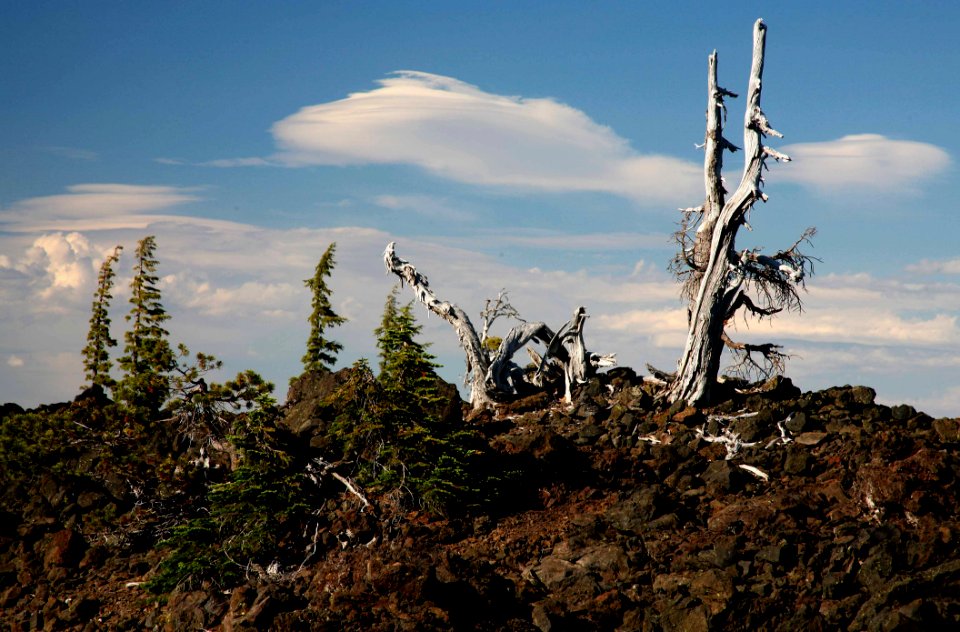 Ancient Snags along the Pacific Crest Trail, Deschutes and Willamette National Forest