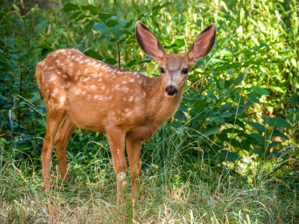 Faun 1