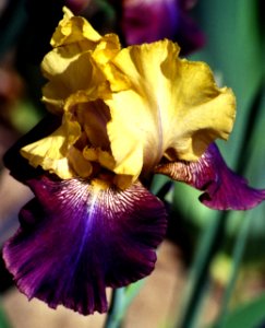 purple-and-gold bearded iris photo