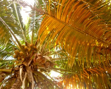 Cocos nucifera 2