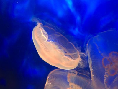 Alluring Jelly fish photo