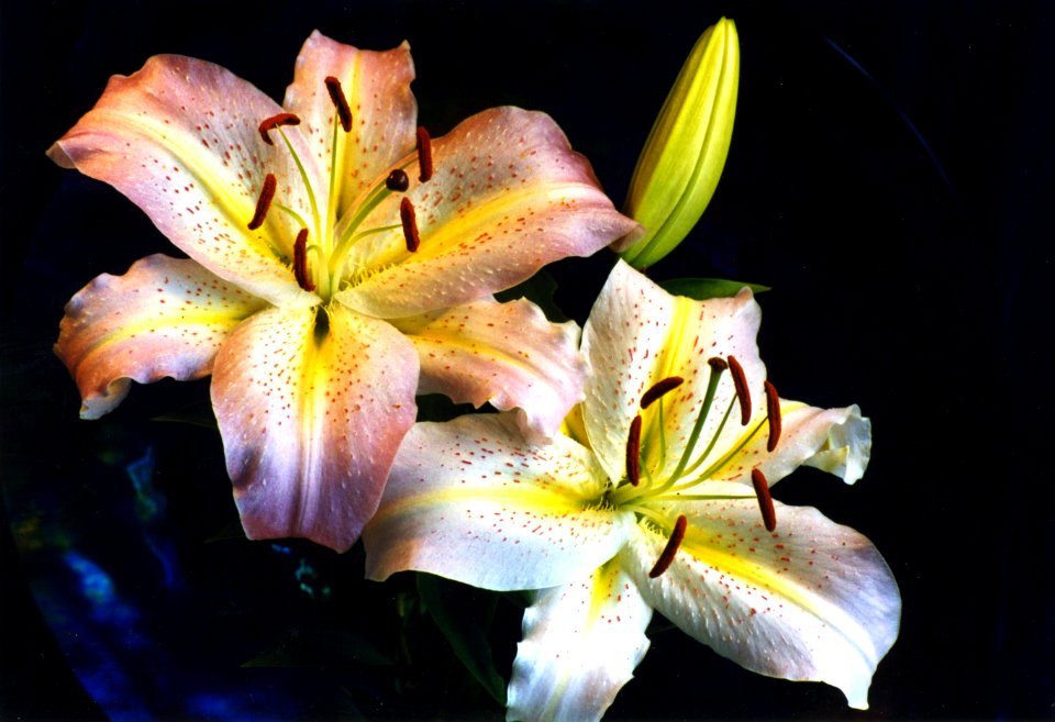 pink and white lilies