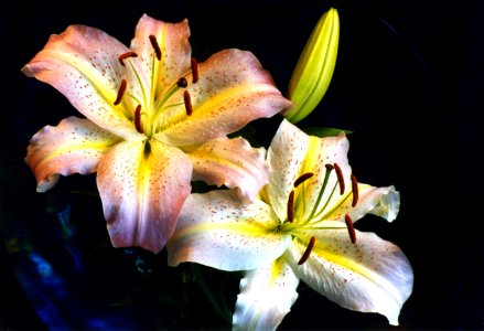 pink and white lilies photo