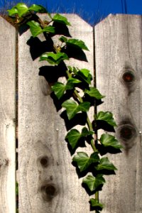 curving ivy branch photo