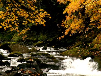 Fall Color on Cheeney Creek-Mt Hood photo