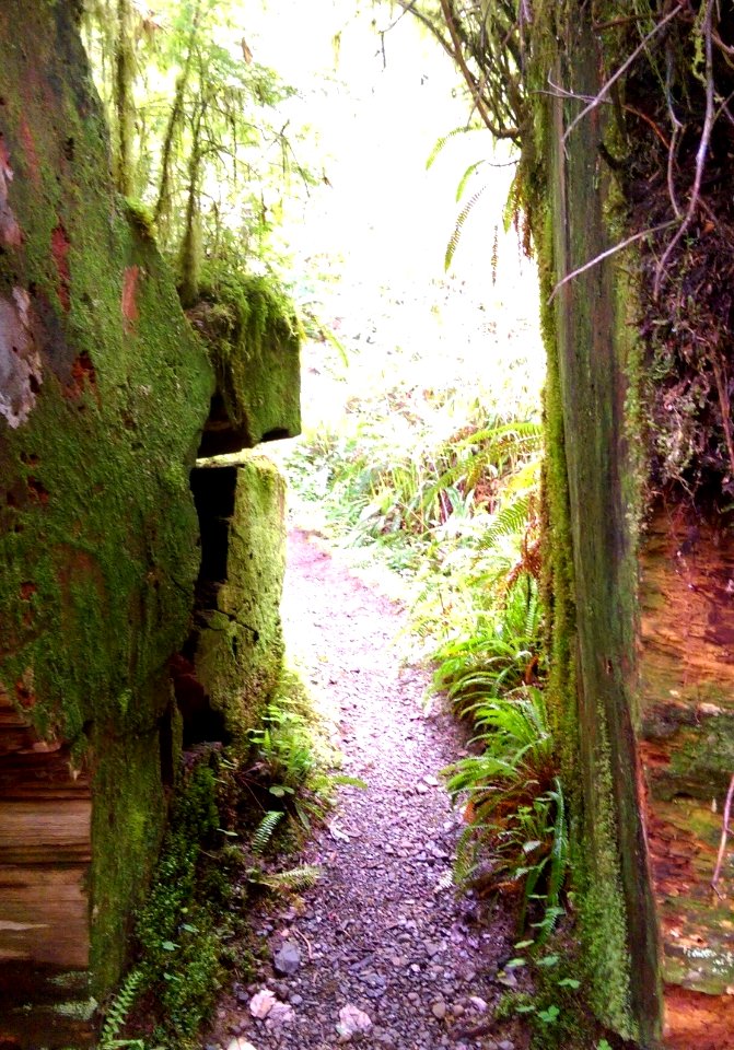 Gatton Creek Trail walking through Fallen Tree, Olympic National Forest