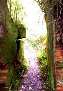 Gatton Creek Trail walking through Fallen Tree, Olympic National Forest photo