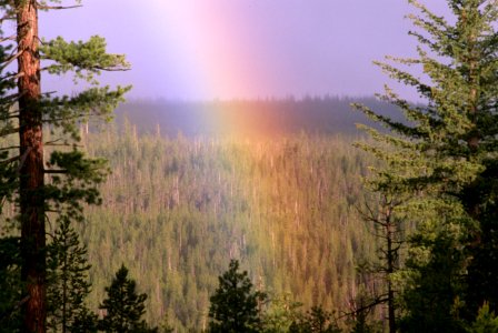 Rainbow and Forest, Fremont-Winema National Forest