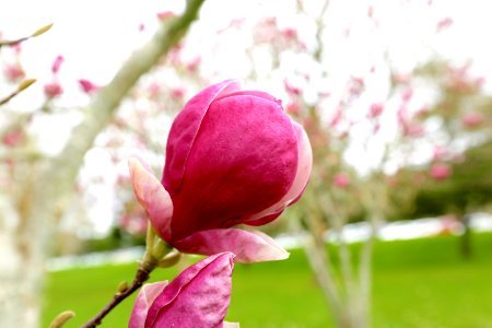 magnolia spring bloom photo