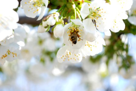 Honey Bee Collecting Pollen from Cherry Flowers photo