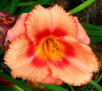 salmon-and-red daylily