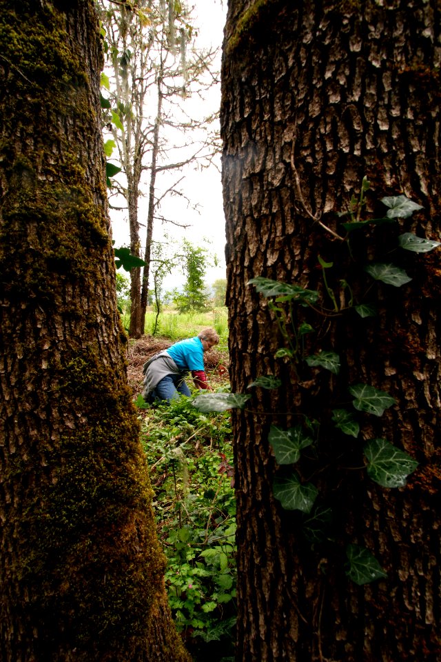 Kid's Day of Caring-Pulling Ivy, Willamette National Forest