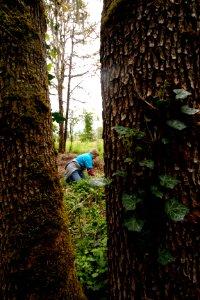 Kid's Day of Caring-Pulling Ivy, Willamette National Forest