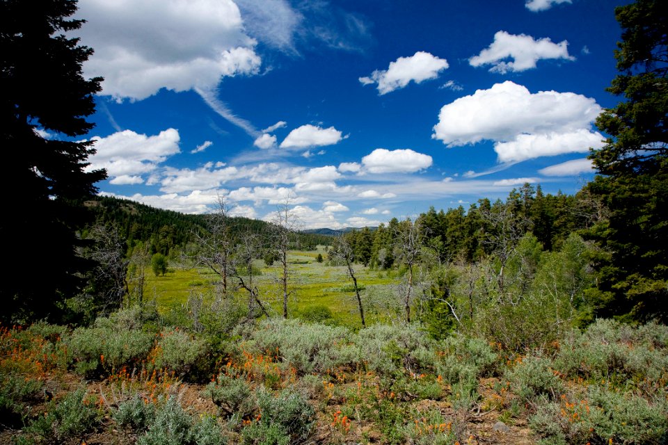 Grassland and Forest by Aspen Cabin-Fremont Winema