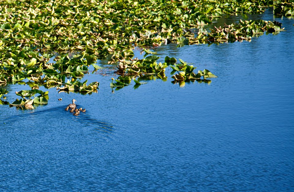 Family of Ducks at Klamath Marsh NWR-Fremont Winema